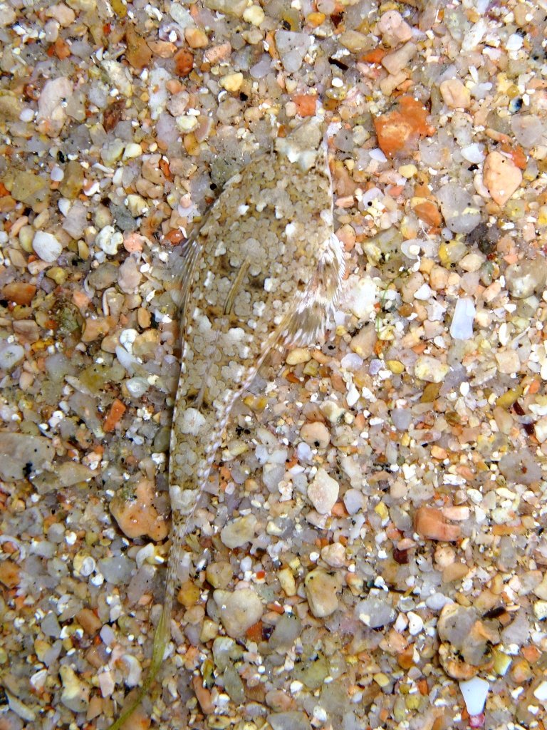 Femmine di Callionymus pusillus